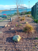 Playground Area planted Birch Trees